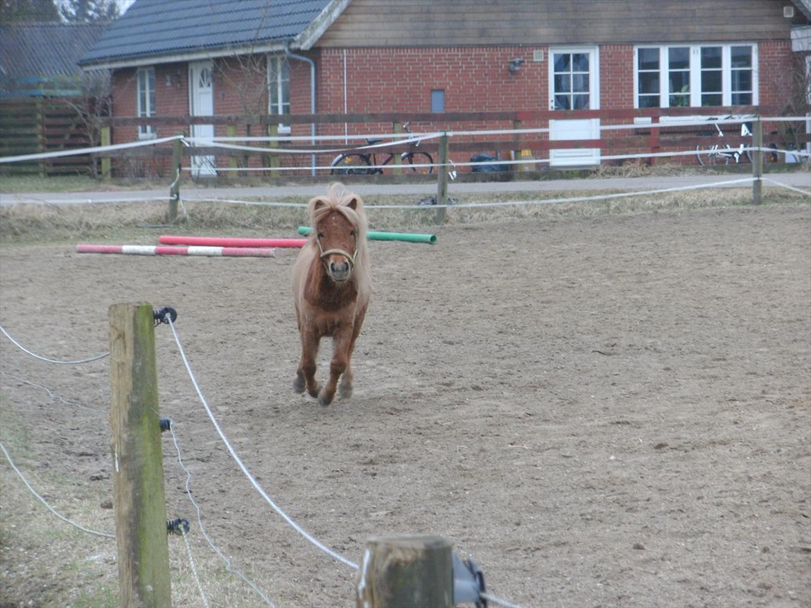 Shetlænder Rosie aka lynet mcqueen xD (min egen) - En lille galop :) billede 4