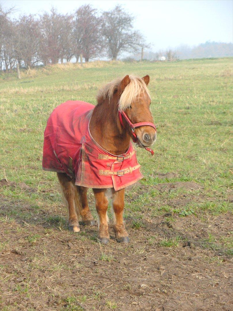 Shetlænder Rosie aka lynet mcqueen xD (min egen) - Lille smukke Rosie da hun stod ude i Soderup :) billede 5