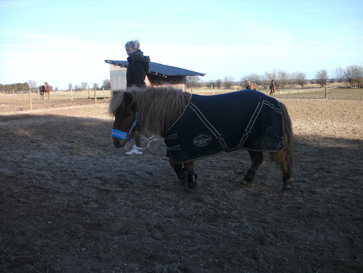 Shetlænder Rosie aka lynet mcqueen xD (min egen) - Selvom man er pige kan man godt have blå på :) billede 6