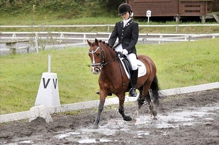 Welsh Pony (sec B) Bakkegårdens Valentin A-pony billede 13