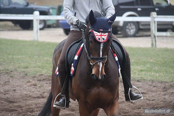 Hollandsk Varmblod Cesar B. - Cesar med sin nye John Whitaker hut billede 13