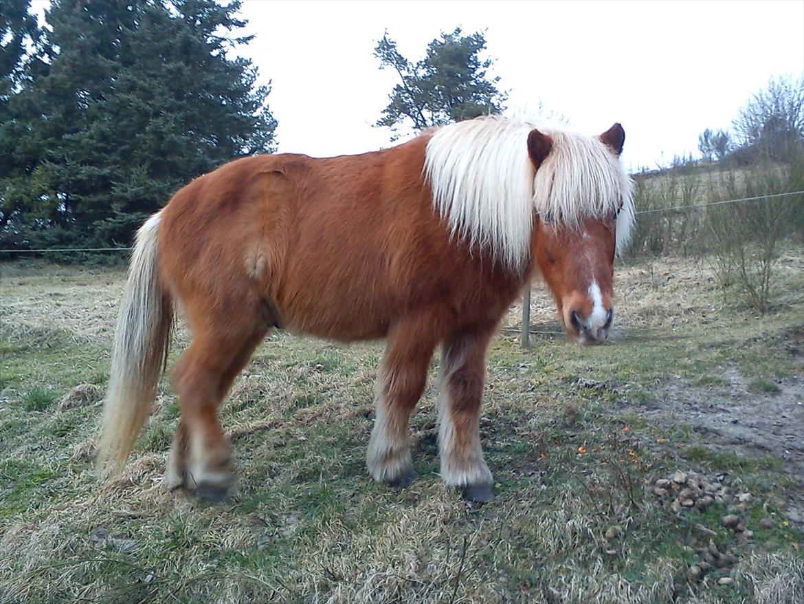 Islænder Petur billede 2