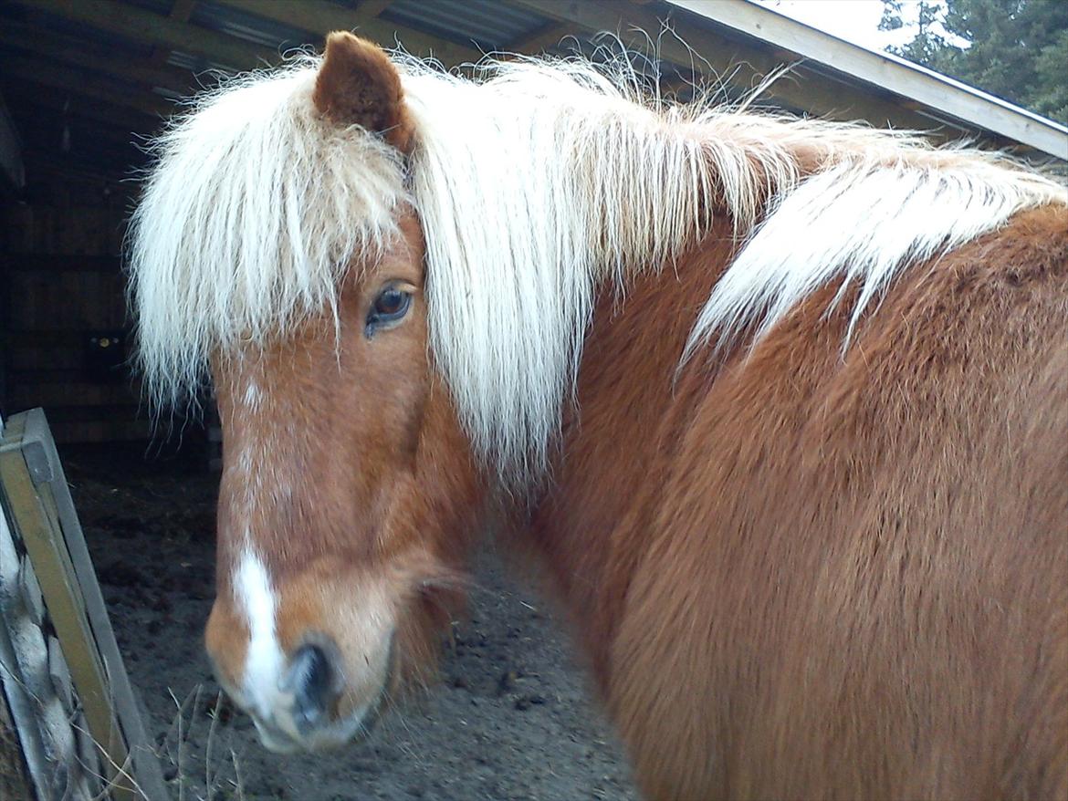 Islænder Petur billede 3