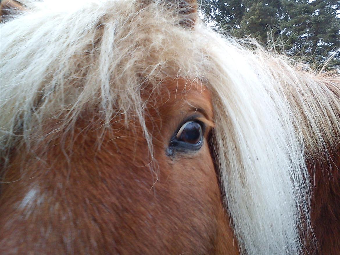 Islænder Petur billede 4