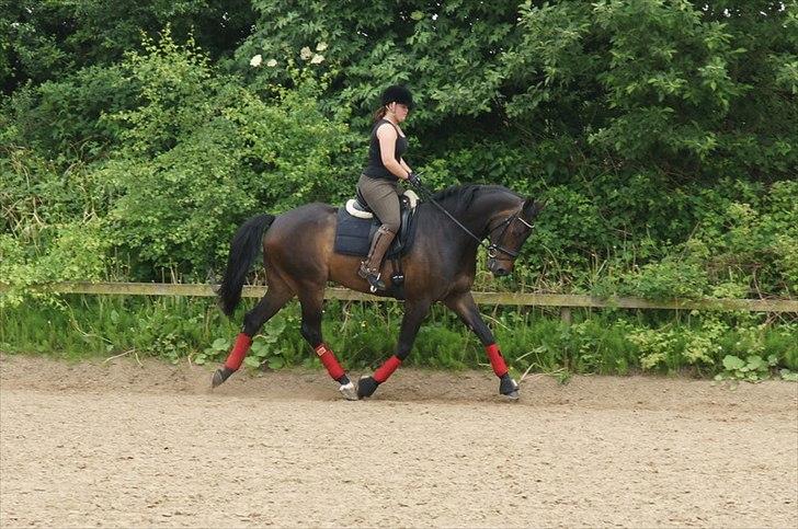 Dansk Varmblod Sandro billede 19