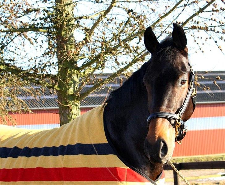 Dansk Varmblod Sandro billede 11