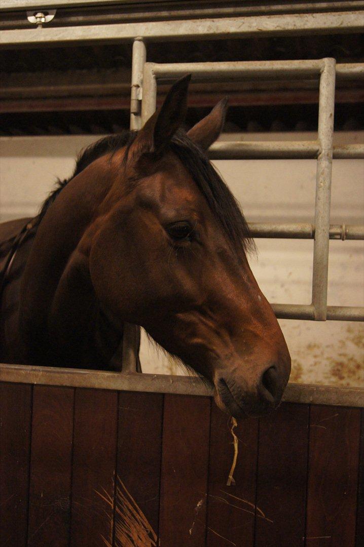 Dansk Varmblod Damgaards Lady Hotline billede 12