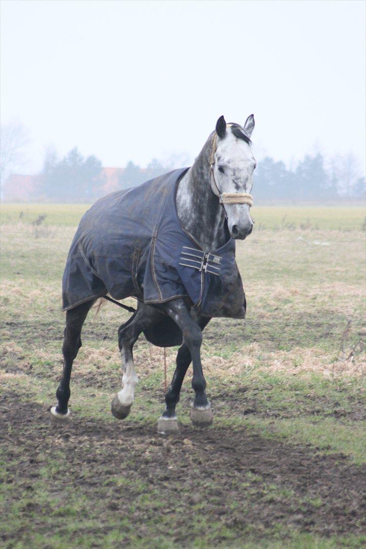 Holstener Bocello - Bocello Marts 2012 billede 4