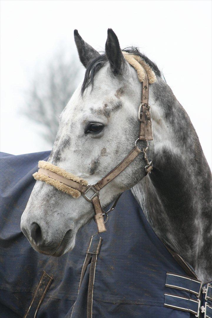 Holstener Bocello - Bocello Marts 2012 billede 11