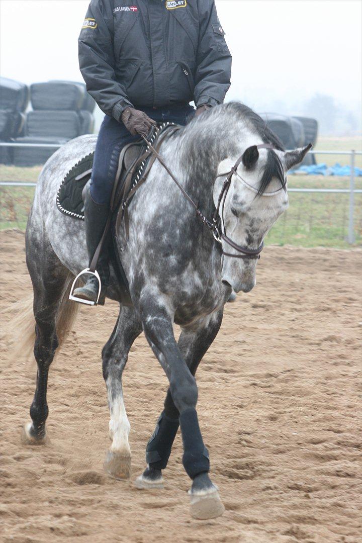 Holstener Bocello - Bocello Marts 2012 billede 13