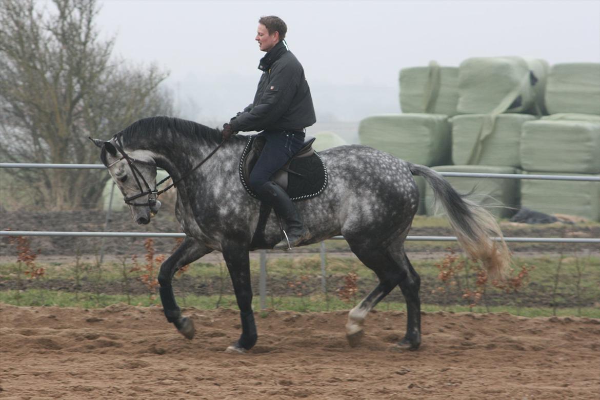 Holstener Bocello - Bocello Marts 2012 billede 15