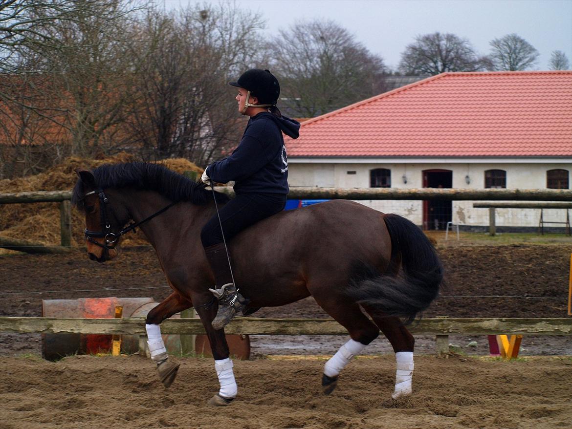 Anden særlig race Moonlight billede 6