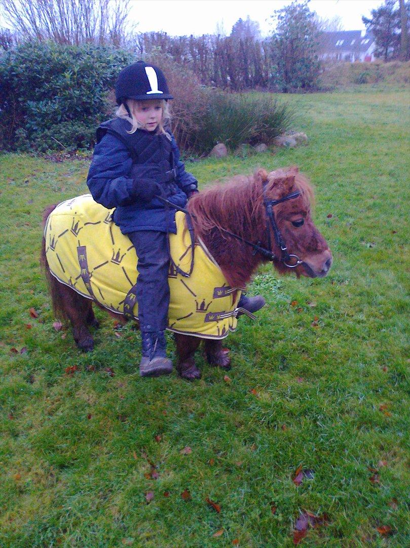 Shetlænder Dandy III billede 1