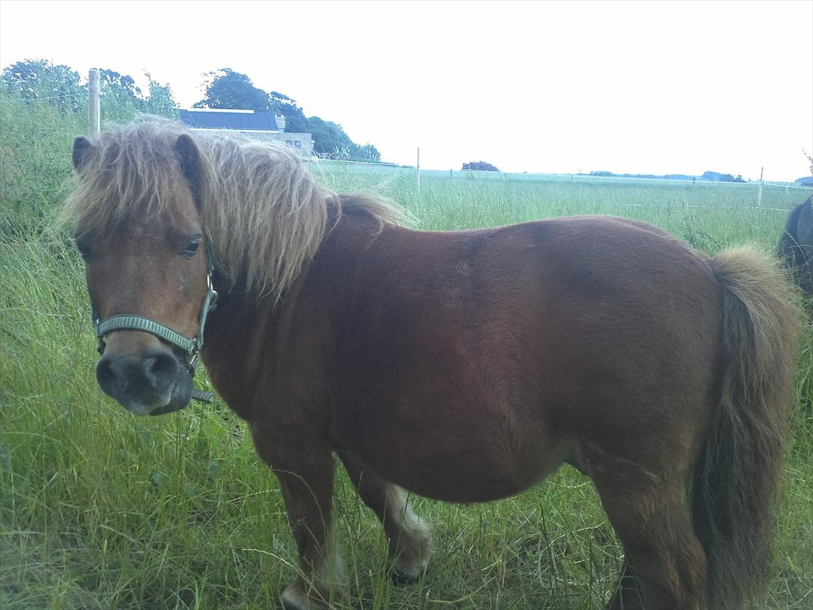 Shetlænder Dandy III billede 3