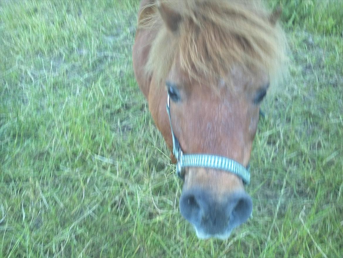 Shetlænder Dandy III billede 2