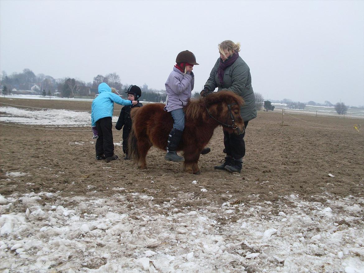 Shetlænder Dandy III billede 6