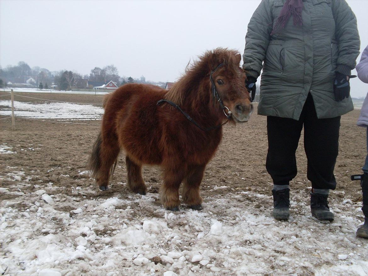 Shetlænder Dandy III billede 7