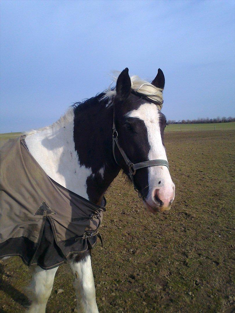 Tinker McCain af Englund billede 1