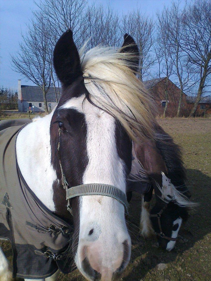 Tinker McCain af Englund billede 10