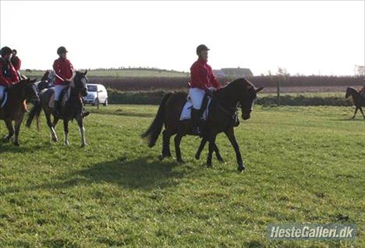 Anden særlig race Smilla billede 3