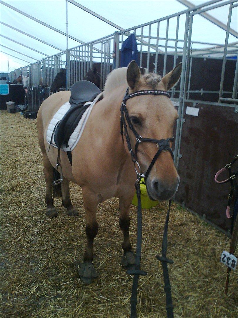 Fjordhest Beauty (solgt) - rytterlejer 2011.. fik en 1 plads i en LC1  billede 11