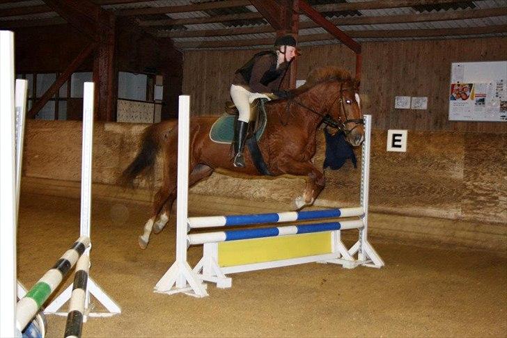 Dansk Varmblod Lucy billede 10