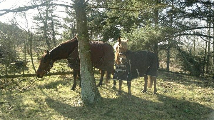 Traver Flying Corona (Fly) - Fly og Beauty på folden :-) billede 19