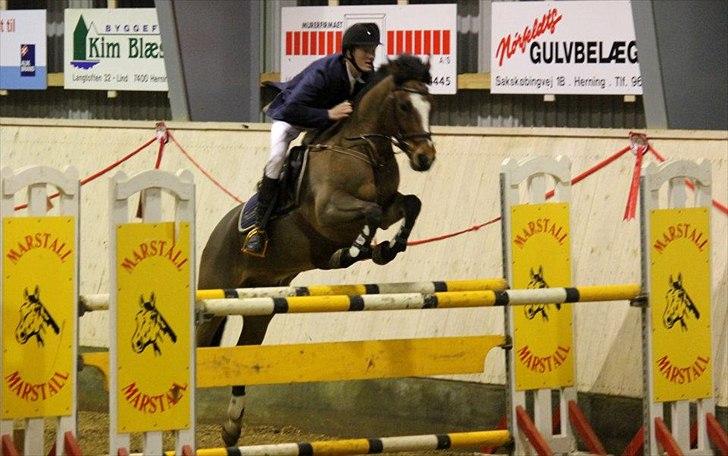 New Forest VESTERGAARDS KICK AND RUN - Cristoffer og Kick i deres første MA, hvor de kun fik 4 fejl!:-) Foto: Mig billede 12