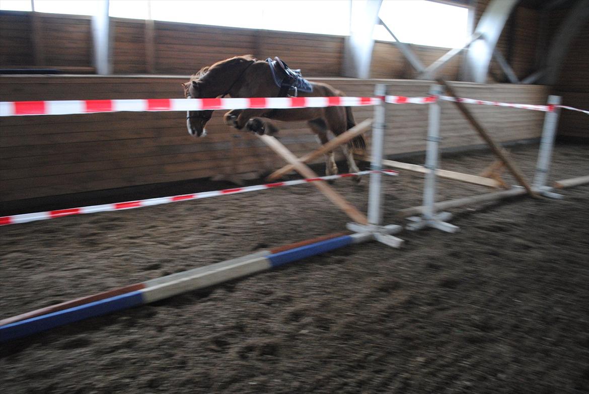 Irsk Sportspony Mr. Derwin - 18 marts 2012 billede 3