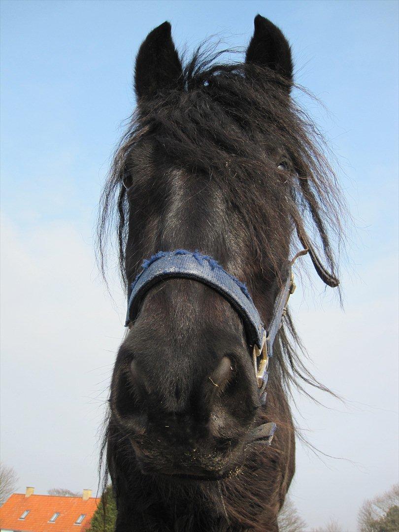 Fell pony Michaks Jaguar  billede 16