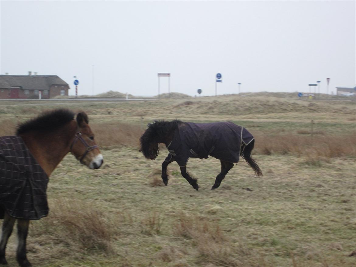 Dartmoor Innis Isabella (ninjaen);D R.I.P - Vild pony:)
Fotograf: Thea billede 2