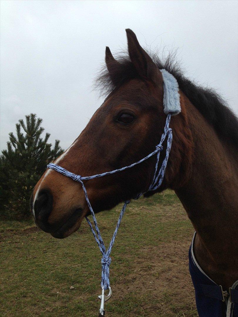 Anden særlig race Kojack | pony <3 | - Man kan spejle sin sjæl, i hestens øjne ♥

Foråret 2012.

Foto: IKJ © billede 3