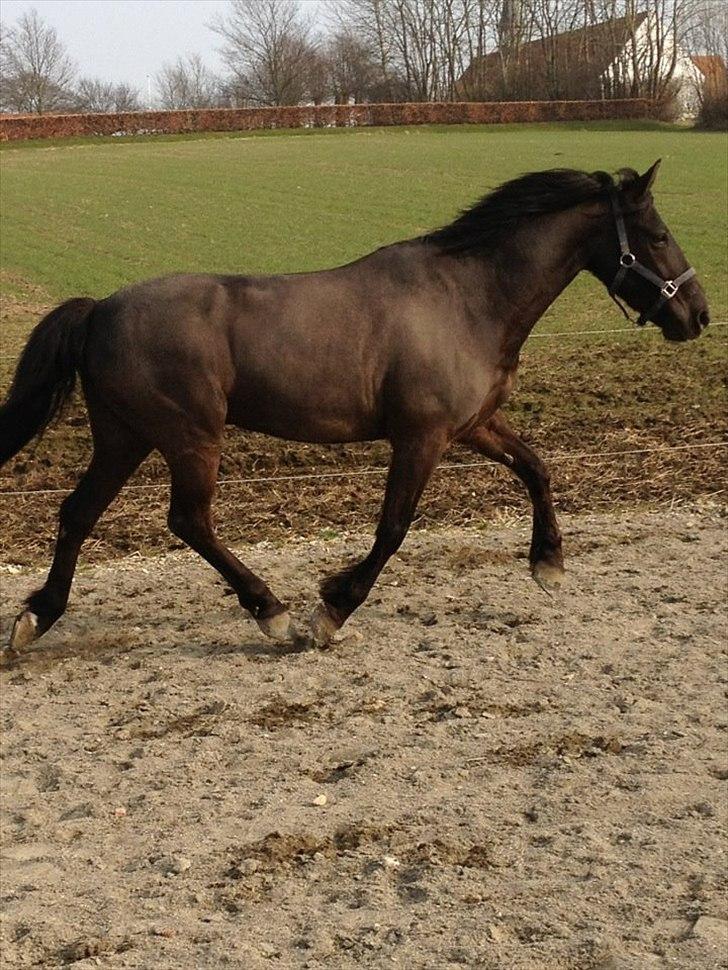 Anden særlig race Thass*my star*my life*!<3 - Min FlyvendeThassémand!<3 
Hjemme ved Sara C, Fernando & Balder <3 billede 19