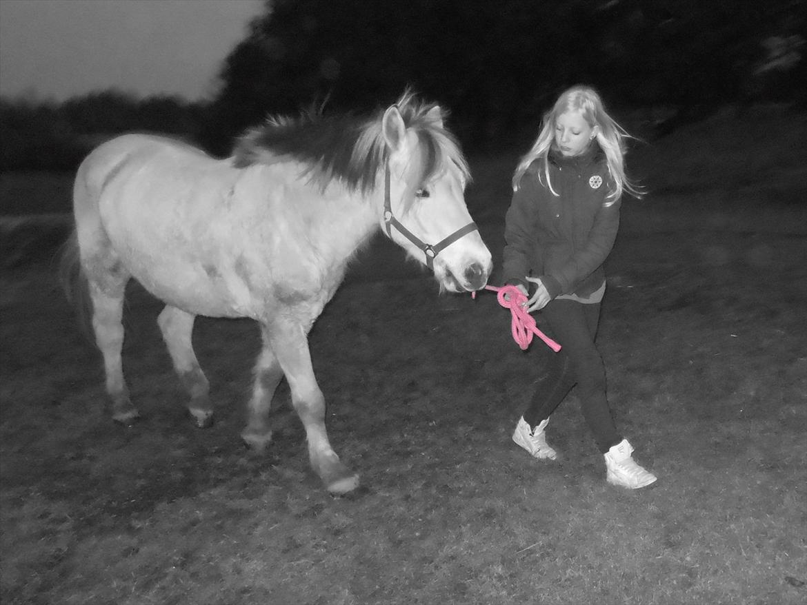 Fjordhest Marcus *savnet og elsket* - Der er kun stjerner i mit univers og det er dig..! 
Marcus du er mit et og alt! 
Du er bare så unik!
It´s Love  <3 billede 1