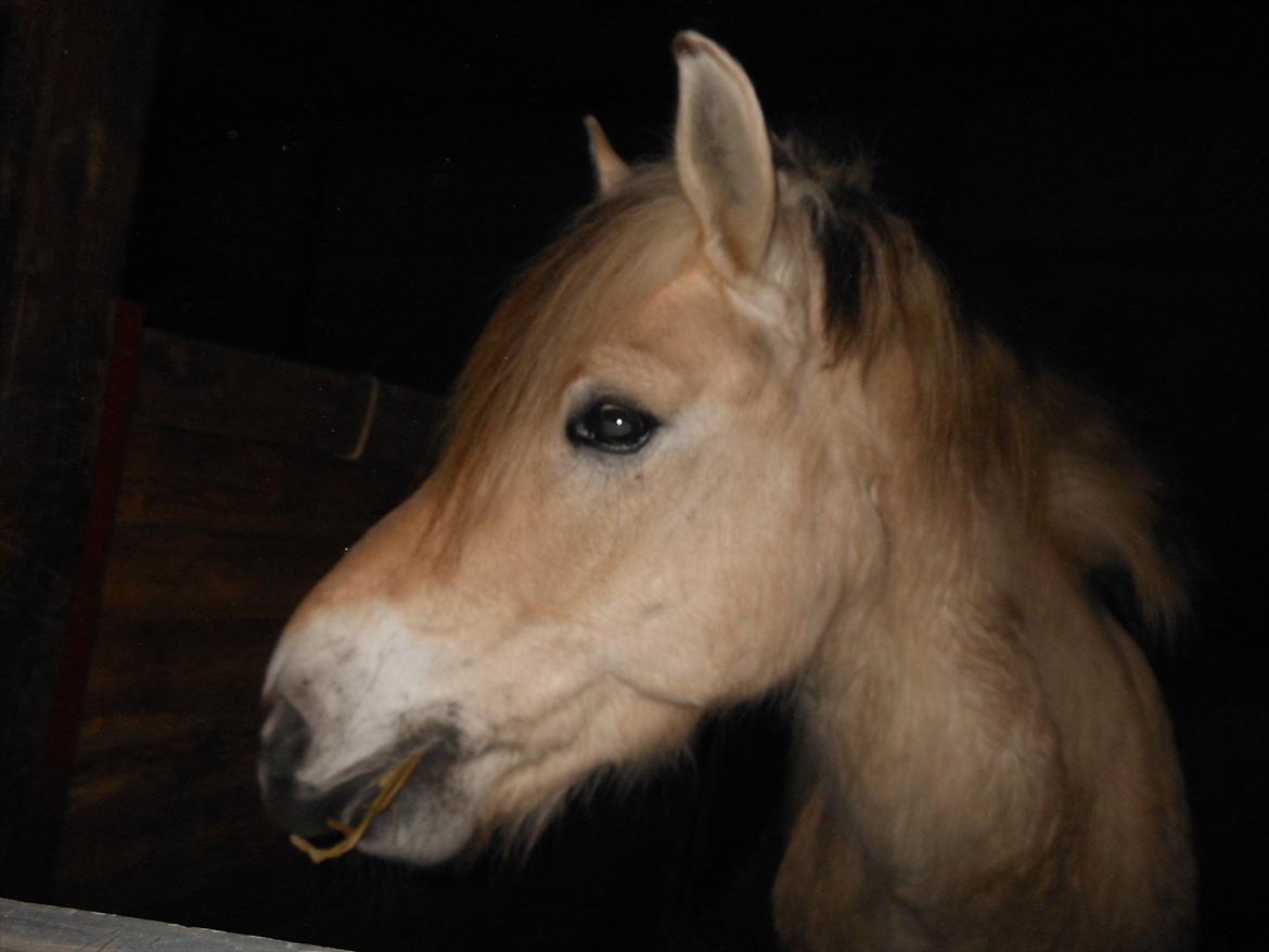 Fjordhest Marcus *savnet og elsket* - Marcus i boksen <33 billede 2