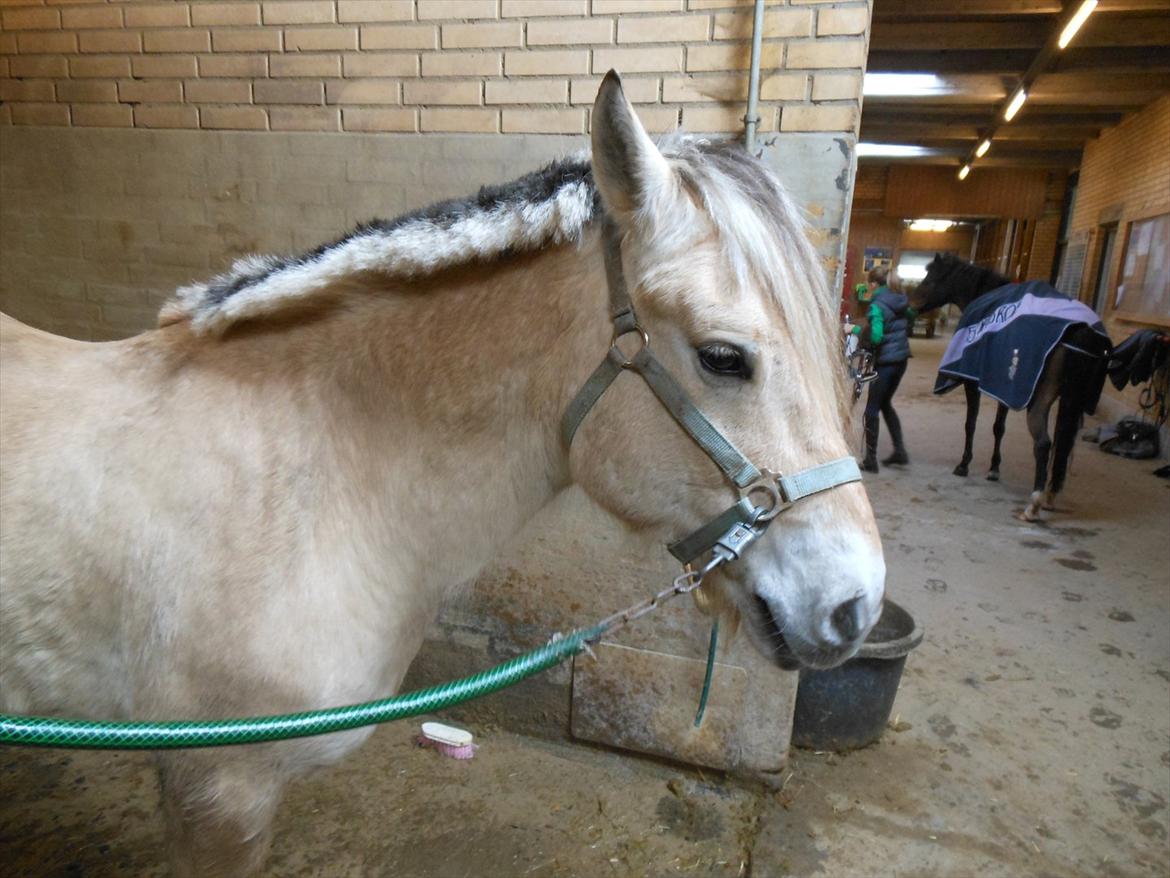 Fjordhest Marcus *savnet og elsket* - så blev mussen jo lige klippet :-* <33 billede 3
