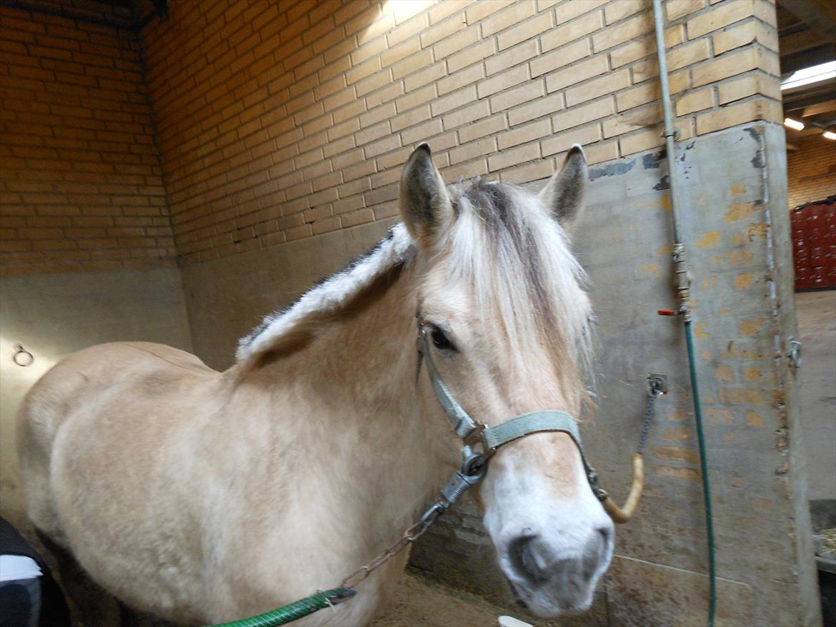 Fjordhest Marcus *savnet og elsket* - <3 billede 4