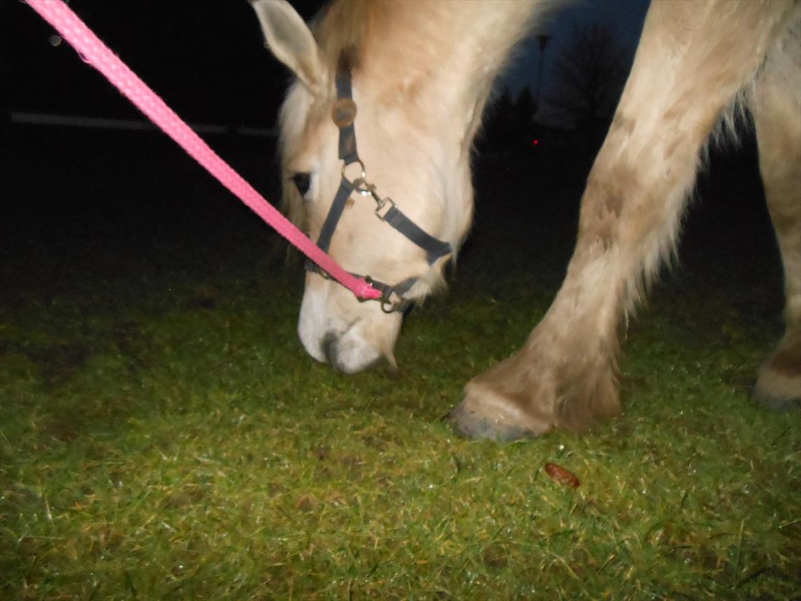 Fjordhest Marcus *savnet og elsket* - arrgh jeg gemmer mig lige i bagrunden <333  billede 5