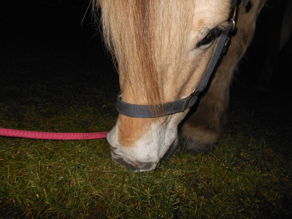 Fjordhest Marcus *savnet og elsket* - Jeg elsker dig! <3333 billede 6
