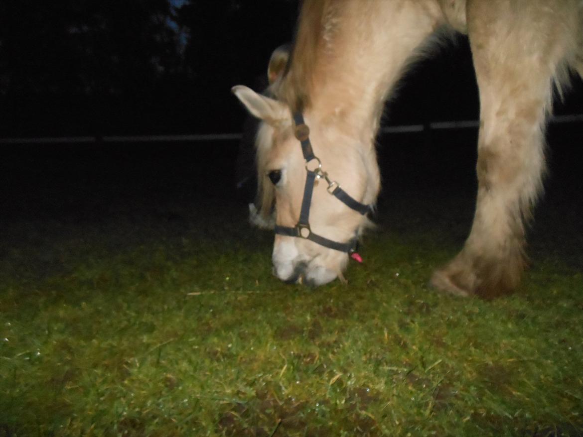 Fjordhest Marcus *savnet og elsket* - <3 billede 7