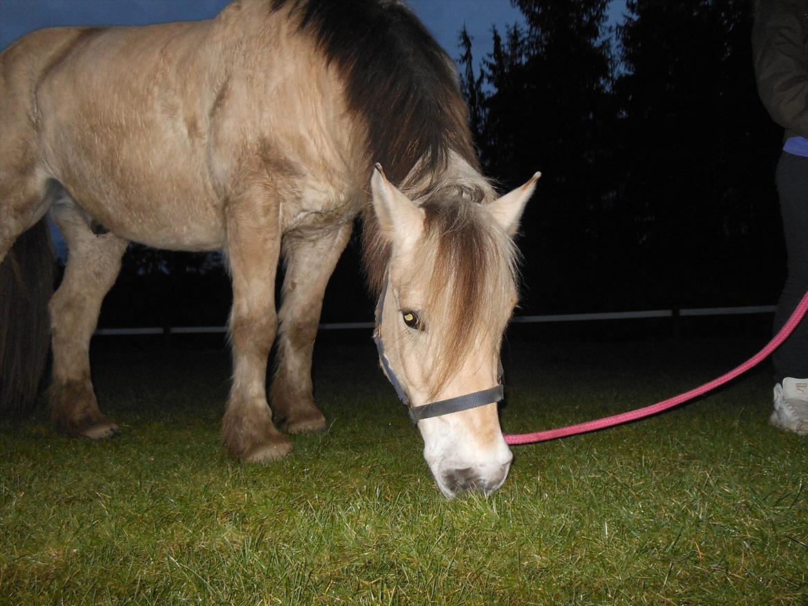Fjordhest Marcus *savnet og elsket* - Marcus du er smukkere end smuk <333333  billede 8
