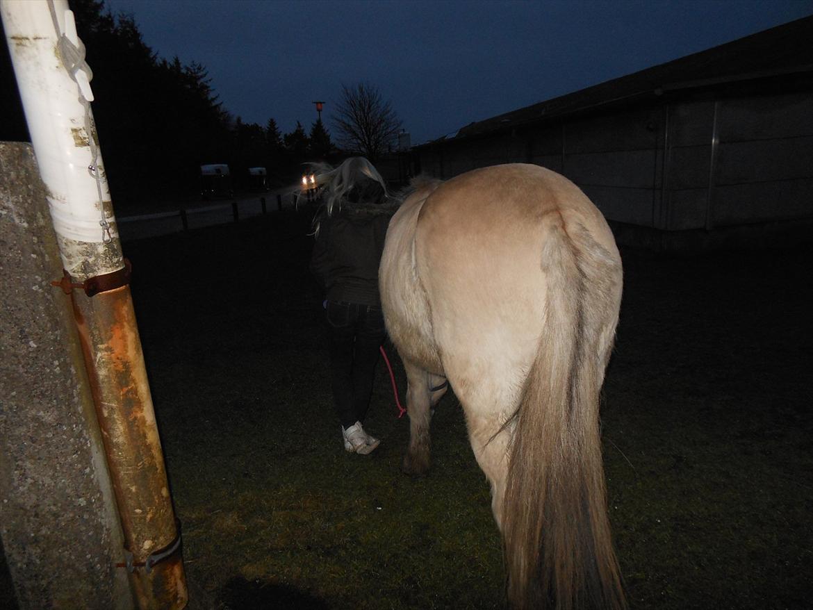 Fjordhest Marcus *savnet og elsket* - Når enden er god, er alting godt *-: <33 billede 9