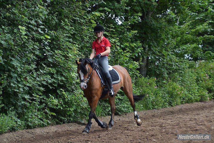 New Forest sille - Dressurtræning;-) billede 18