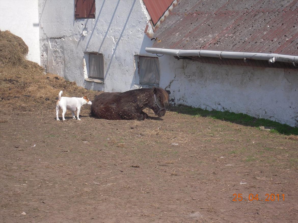 Shetlænder Sofus<3 billede 14