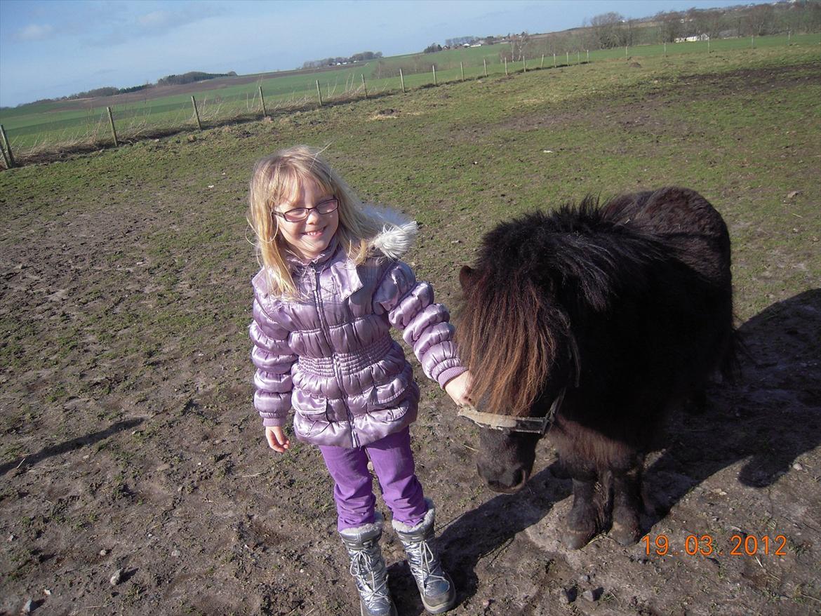 Shetlænder Sofus<3 billede 15