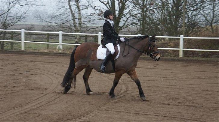 Anden særlig race lucky   - han har ikke været redet her i nogle uger pg.a han fik pencilin. han kan godt gå til bidet.  billede 7