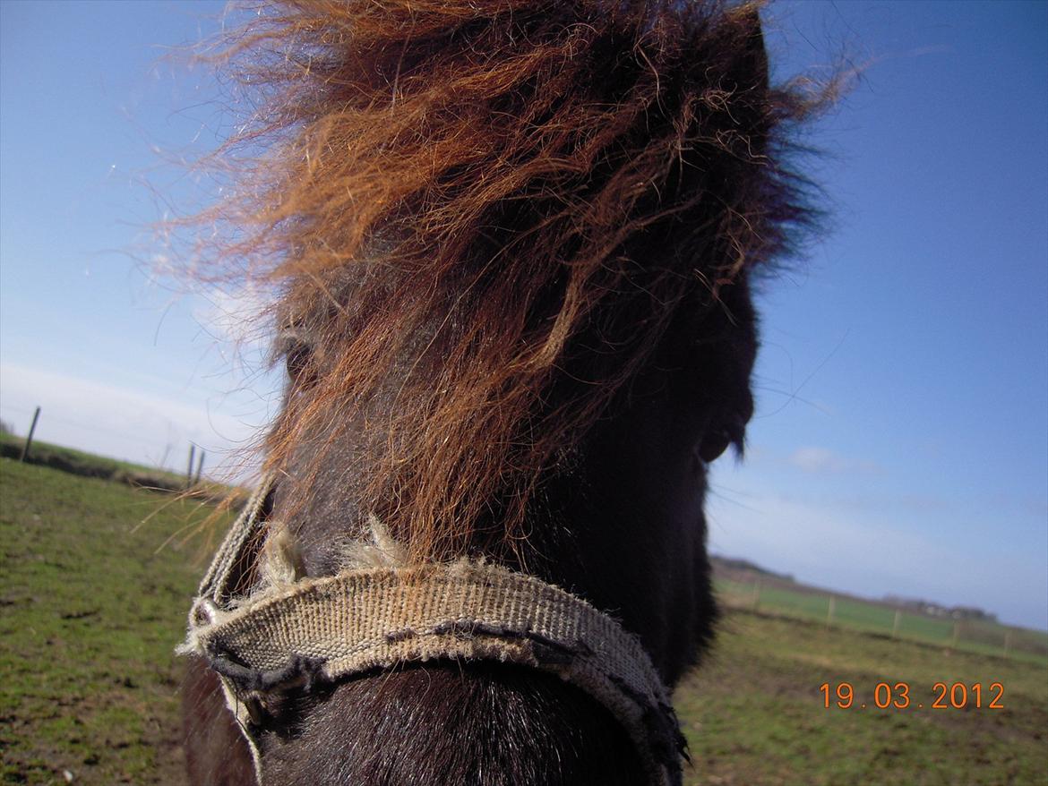 Shetlænder Sofus<3 billede 16