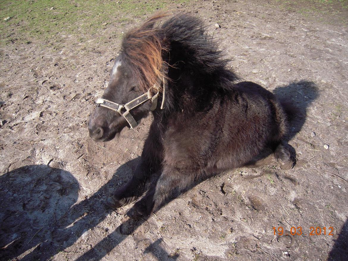 Shetlænder Sofus<3 billede 17