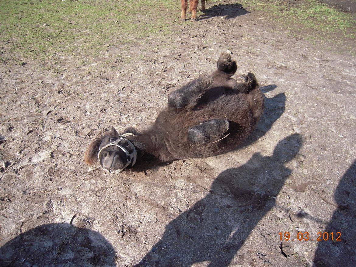 Shetlænder Sofus<3 billede 18