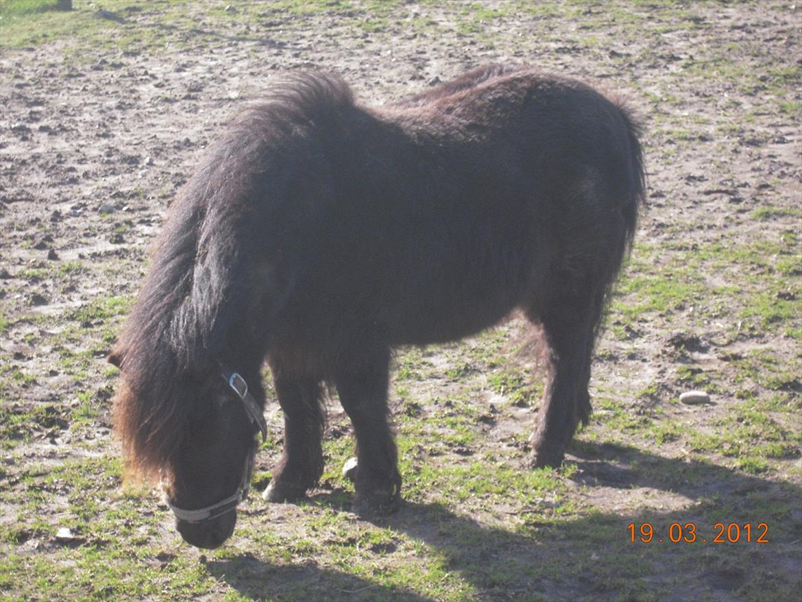 Shetlænder Sofus<3 billede 19